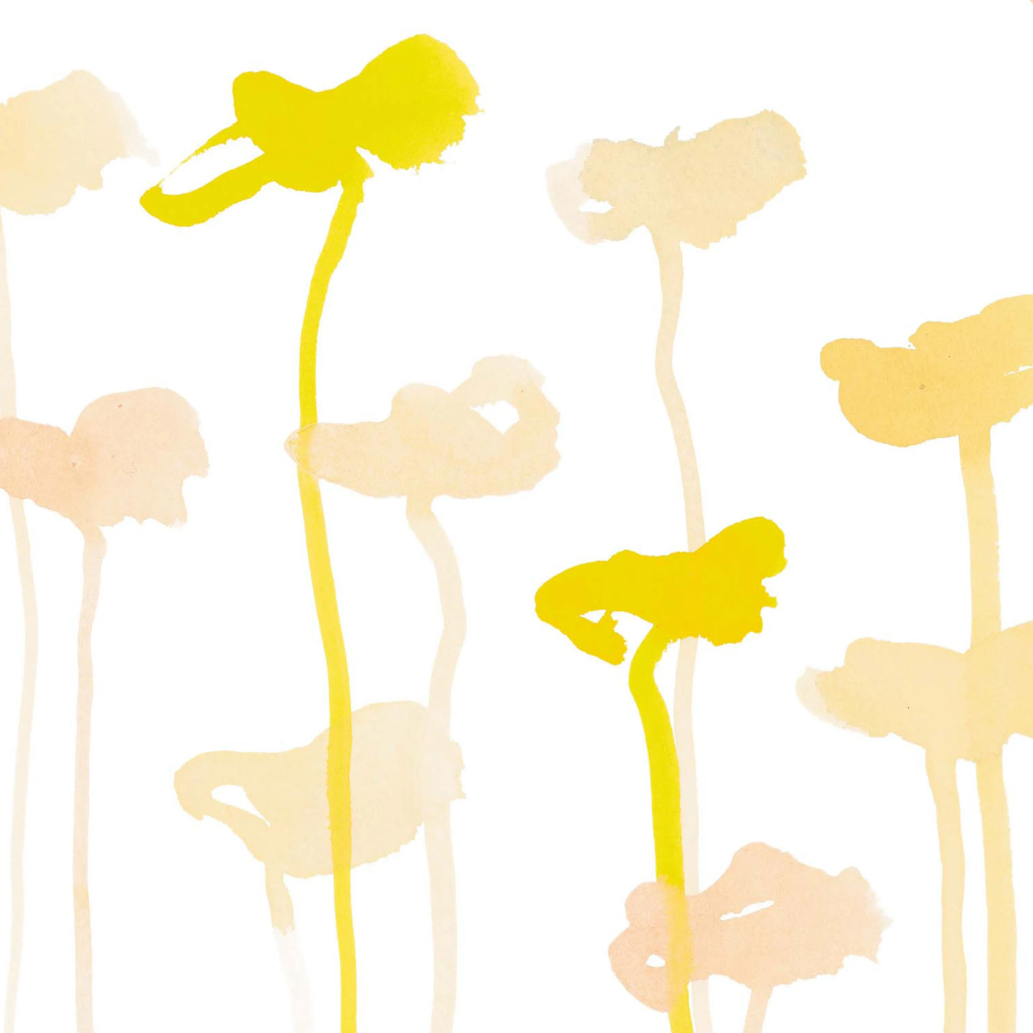 Katharine-Daffodil Oyster 0021 Sheer