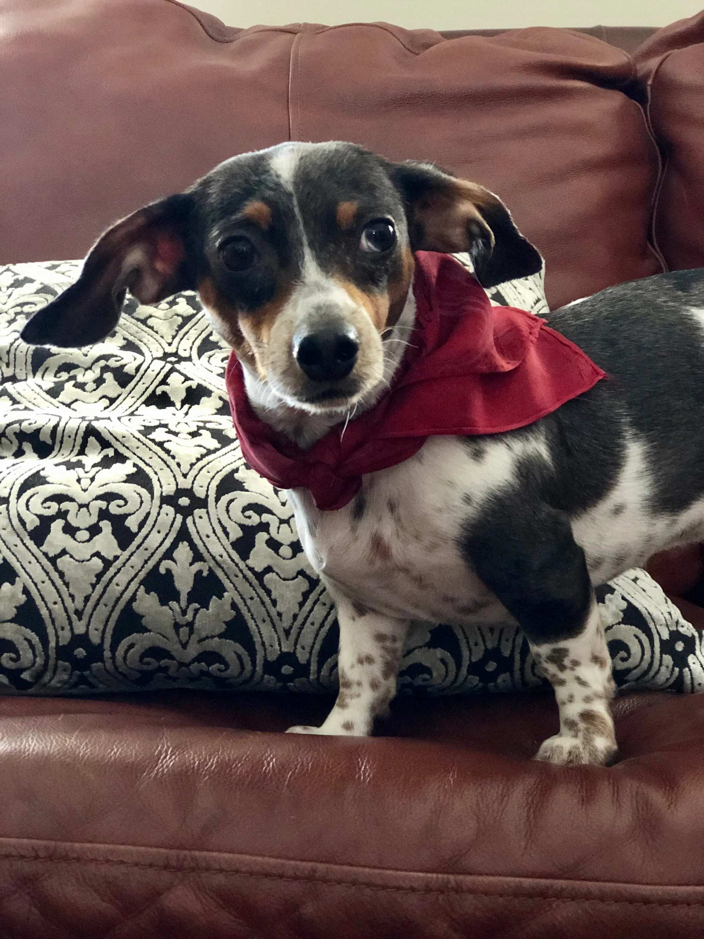 Light Gray Bouquet 21x21 Square Habotai silk. A hair accessory, neckerchief, pocket square, or accessorize your dog.
